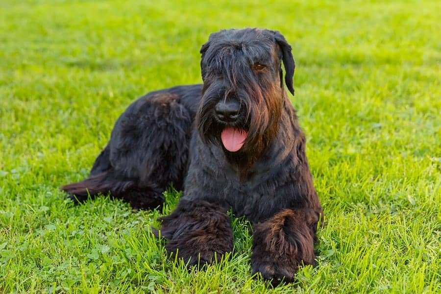 The Giant Schnauzer's Temperament A Comprehensive Overview