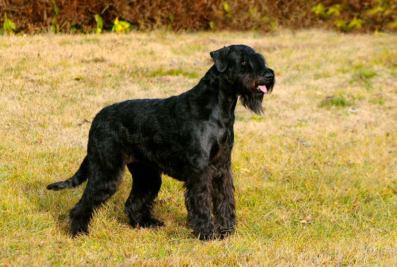 The Giant Schnauzer's Temperament A Comprehensive Overview