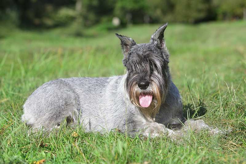 The Giant Schnauzer