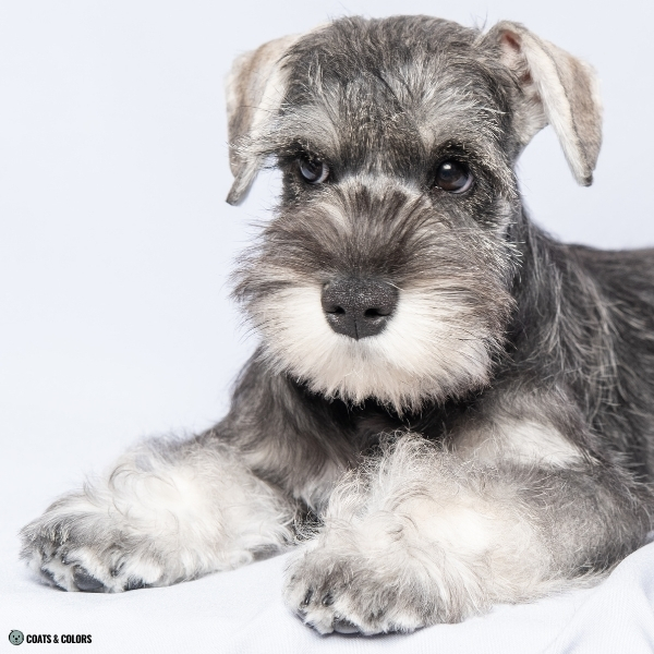 The Gray Schnauzer A Comprehensive Breed Overview