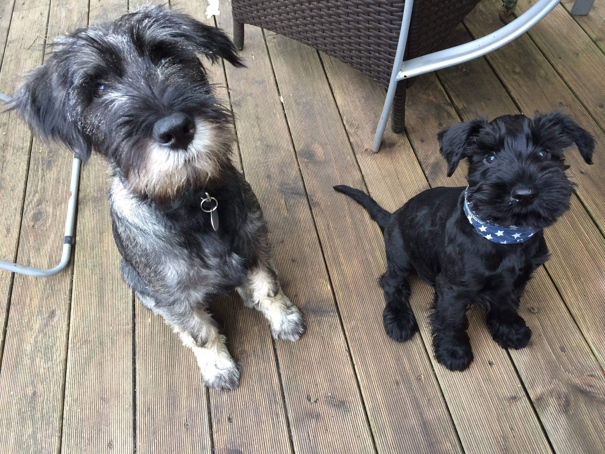 The Gray Schnauzer A Comprehensive Breed Overview