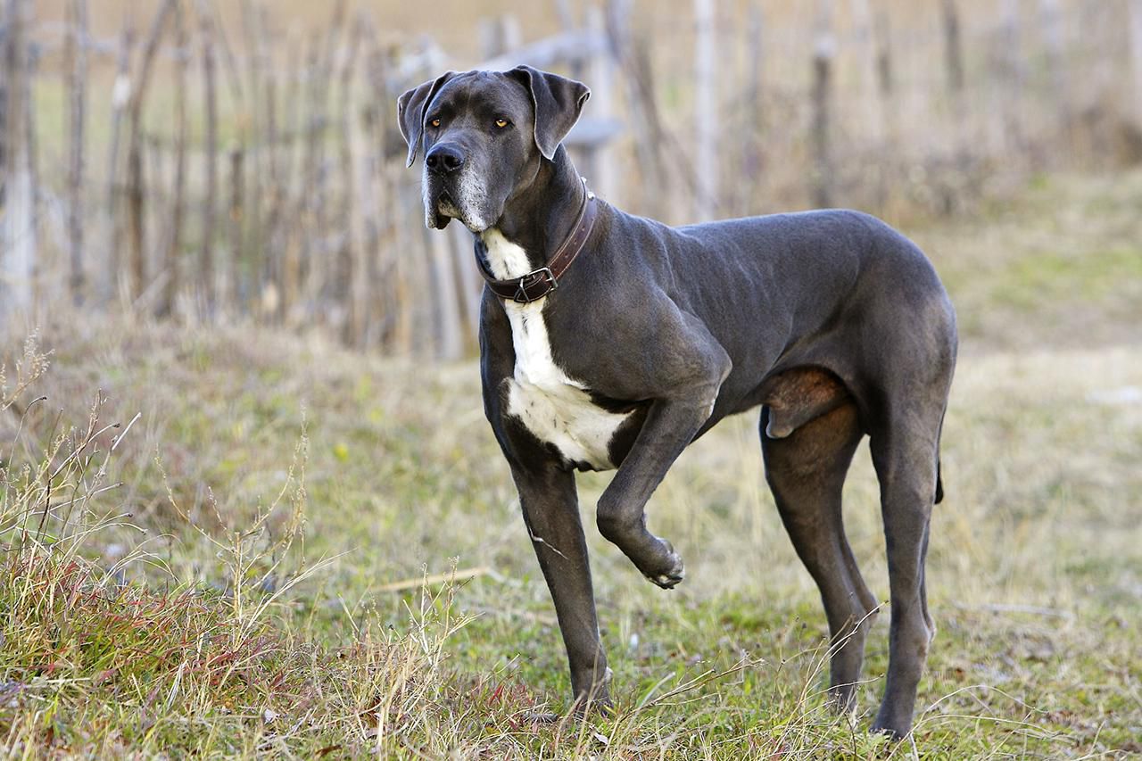 The Great Dane Schnauzer A Unique Blend of Strength and Charm