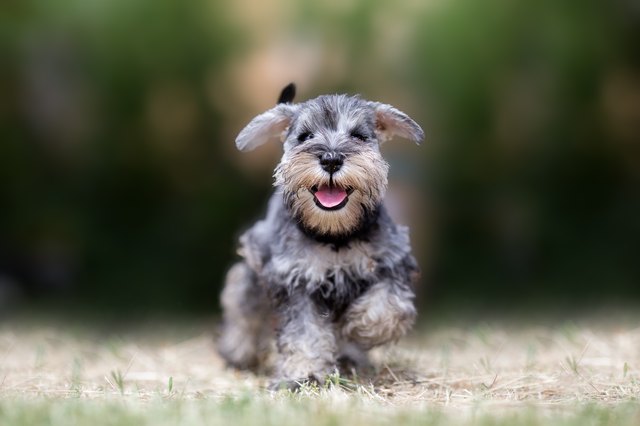 The Great Dane Schnauzer A Unique Blend of Strength and Charm