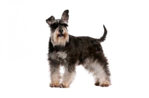 The Longhaired Schnauzer A Comprehensive Guide