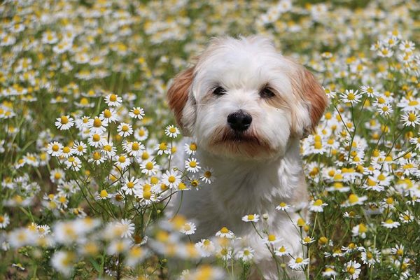 The Maltese Schnauzer Mix A Guide to This Charming Hybrid