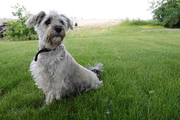 The Maltese Schnauzer Mix A Guide to This Charming Hybrid