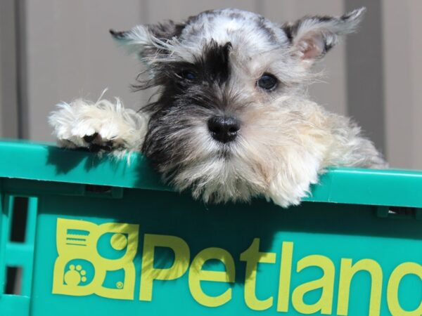 The Merle Schnauzer A Stunning and Unique Breed