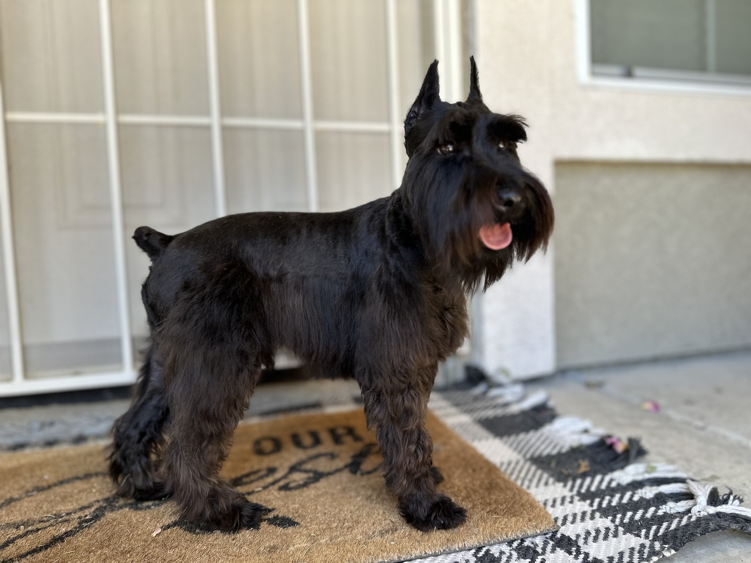 The Mini Schnauzer Personality A Quintessential Companion with a Big Personality