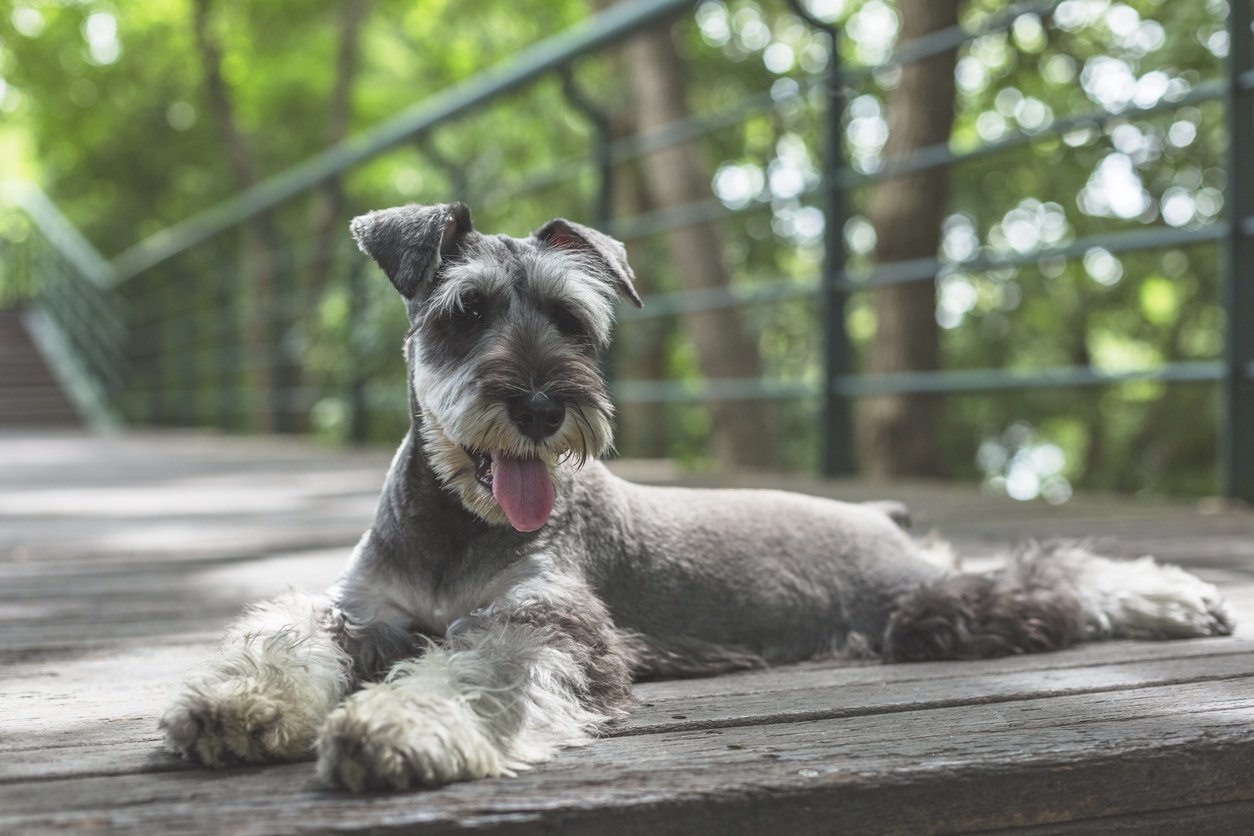 The Miniature Schnauzer A Lifelong Companion