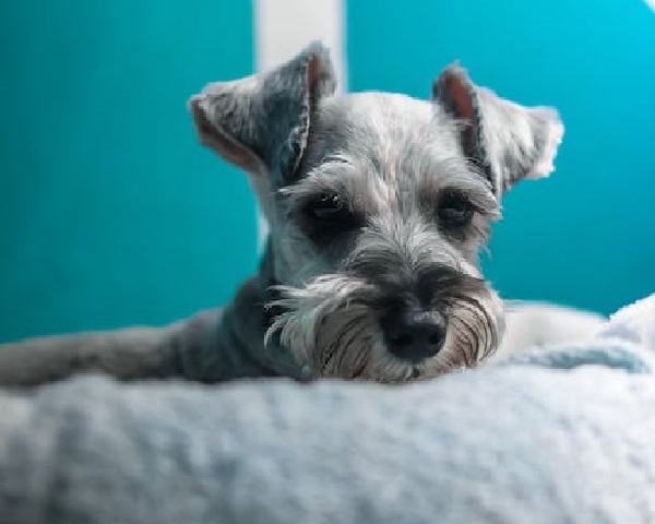 The Miniature Schnauzer A Lifelong Companion