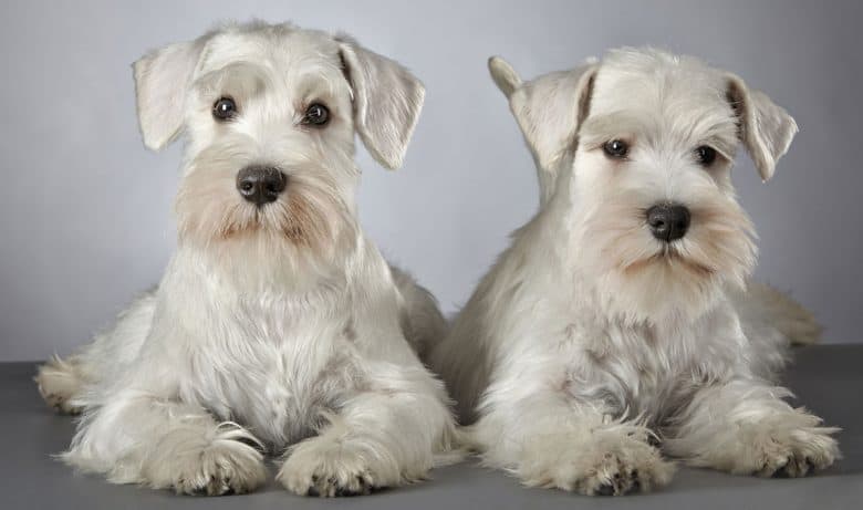 The Miniature Schnauzer A Lifelong Companion