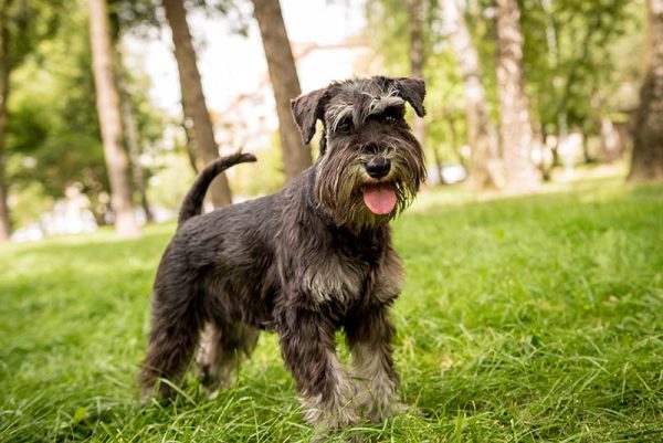 The Miniature Schnauzer A Lifelong Companion