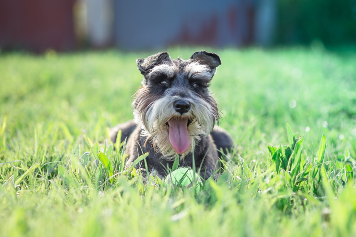 The Miniature Schnauzer Diet A Comprehensive Guide