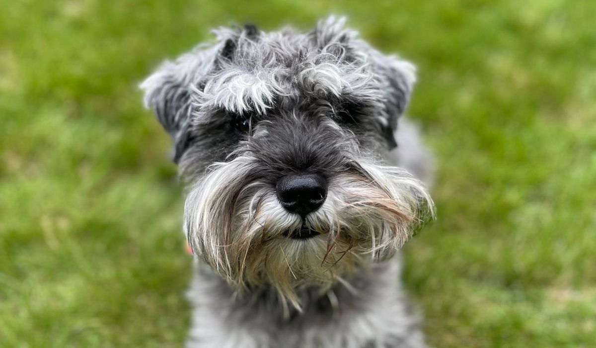 The Miniature Schnauzer Diet A Comprehensive Guide