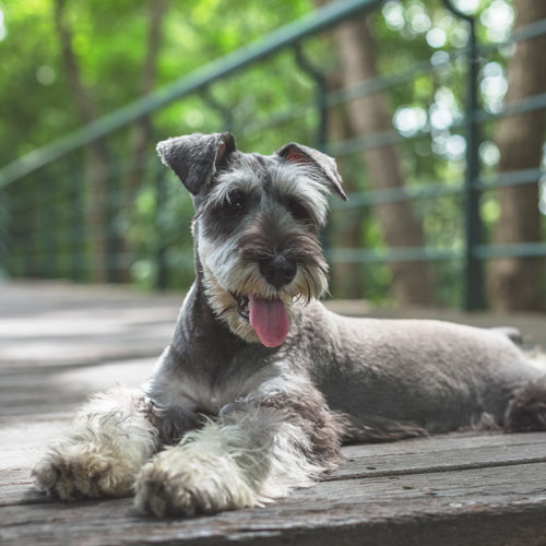 The Miniature Schnauzer Diet A Comprehensive Guide