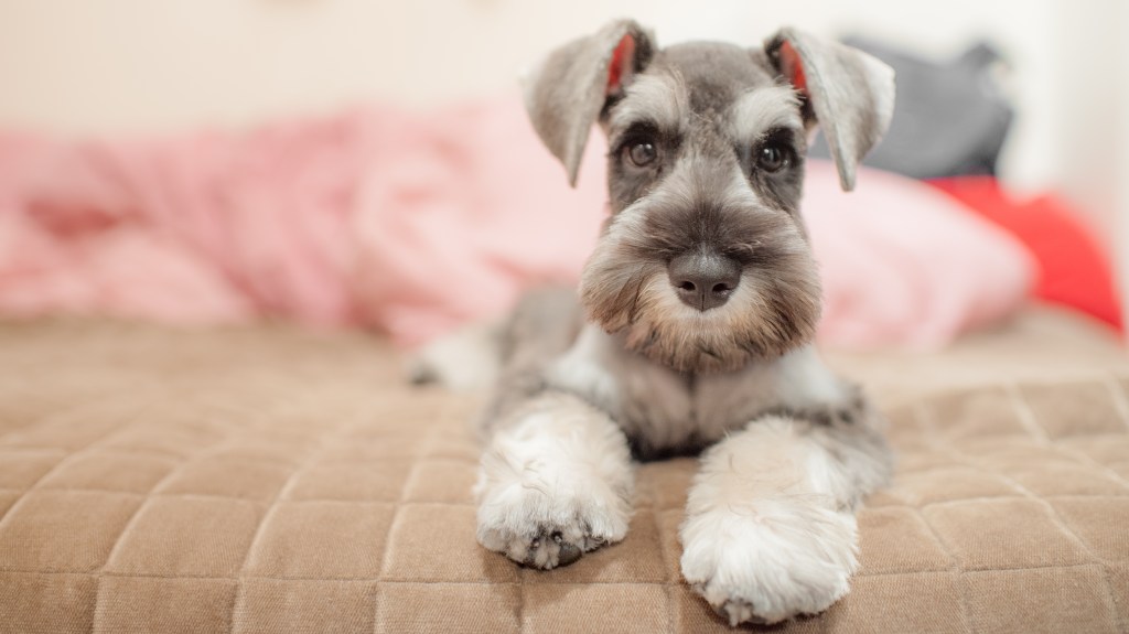 The Miniature Schnauzer Diet A Comprehensive Guide