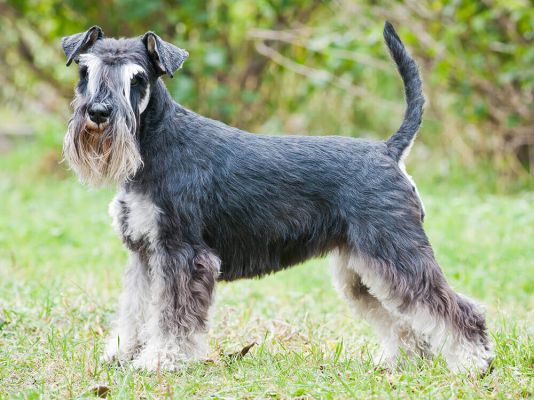 The Origins of the Schnauzer A Look Back in Time