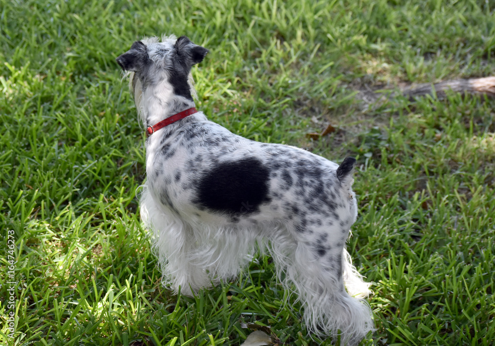 The Parti Schnauzer A Whimsical and Loyal Companion