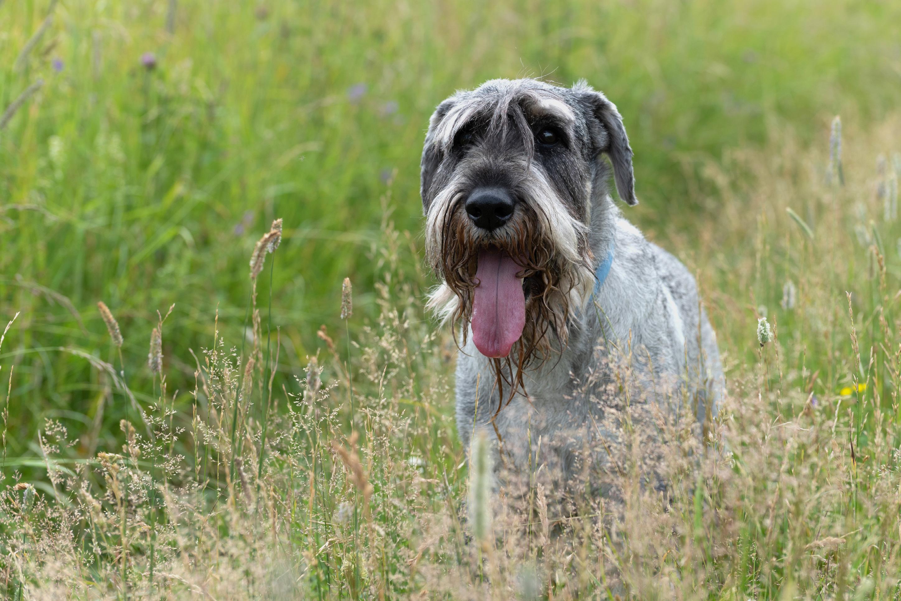 The Salt and Pepper Giant Schnauzer A Striking Breed