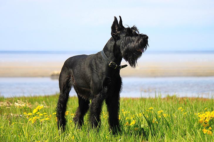 The Salt and Pepper Giant Schnauzer A Striking Breed