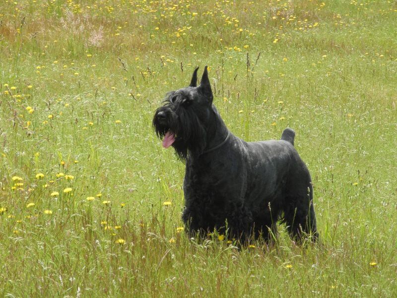 The Salt and Pepper Giant Schnauzer A Striking Breed