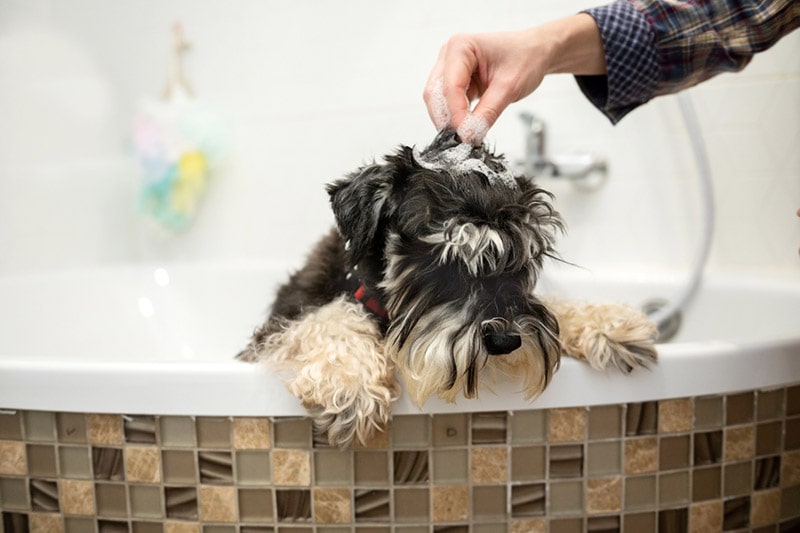 The Schnauzer A Breed for Every Lifestyle