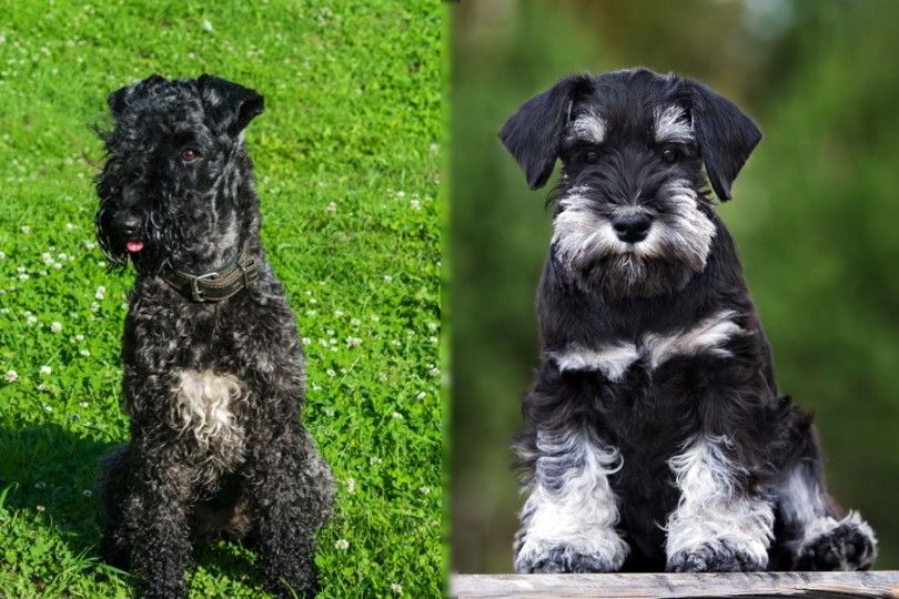 The Schnauzer A Breed for Every Lifestyle