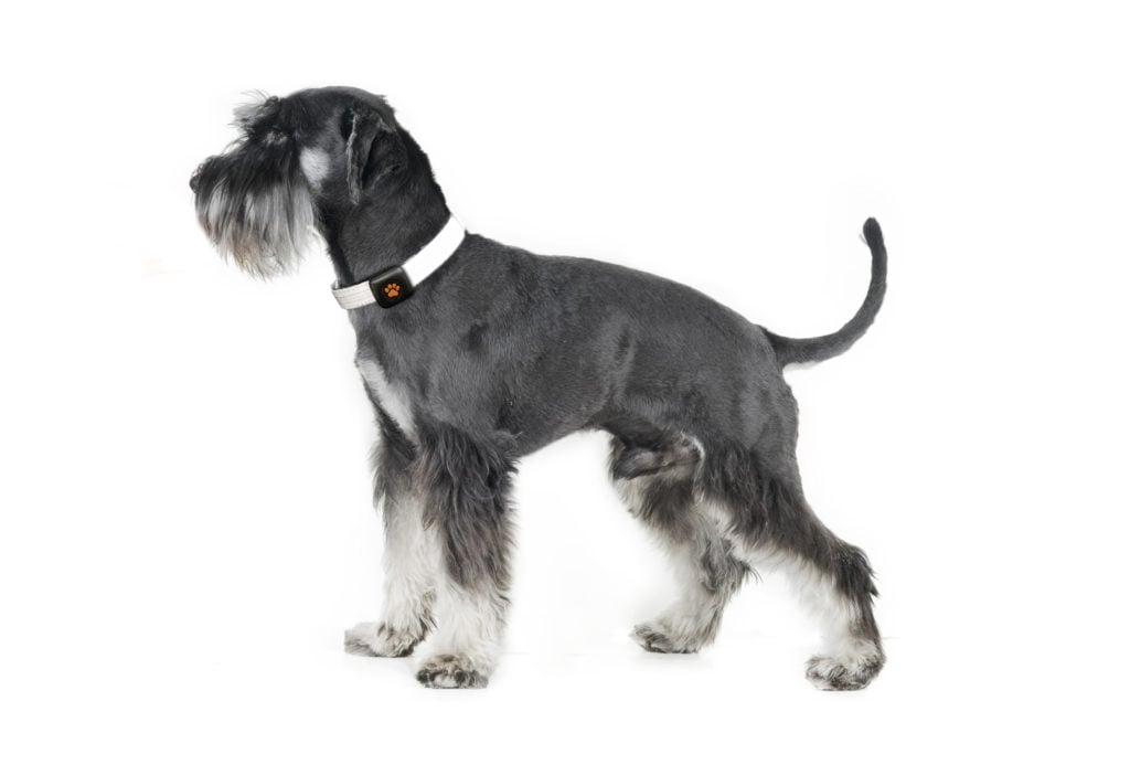 The Schnauzer Mustache A Mark of Distinction and Delight