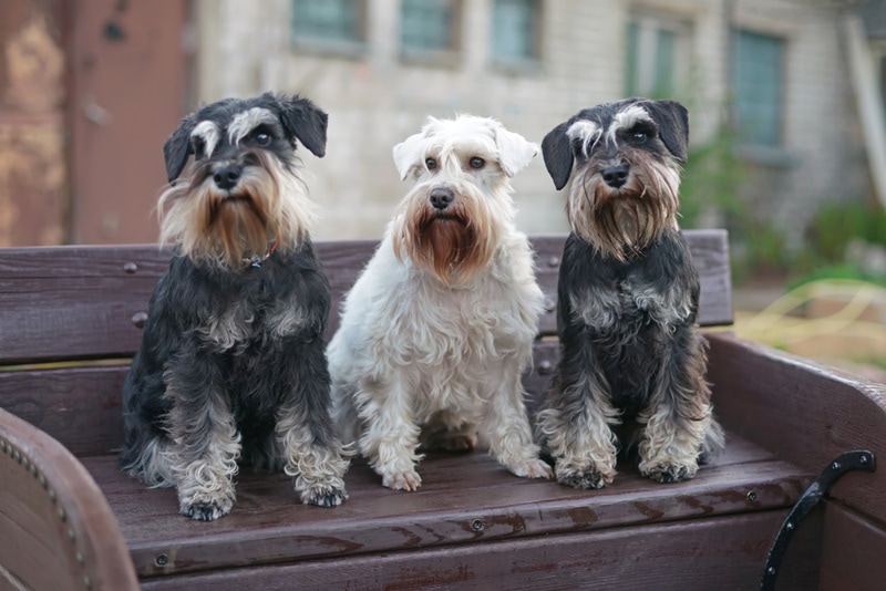 The Schnauzer Mustache A Mark of Distinction and Delight