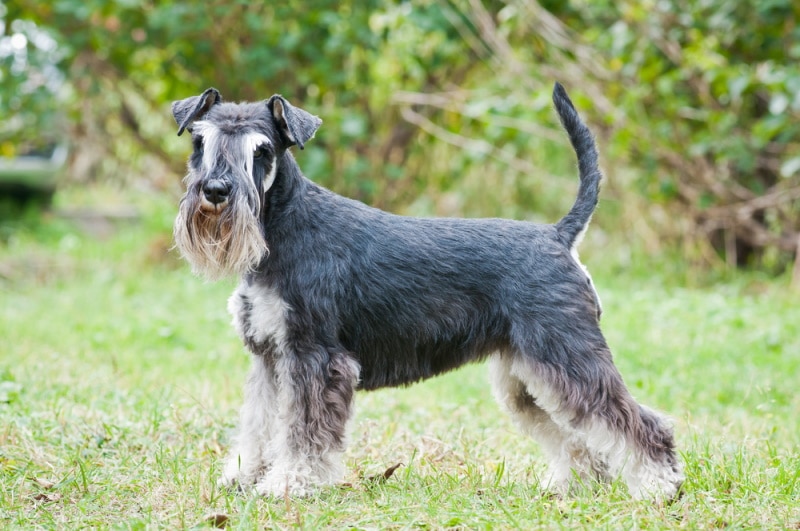 The Schnauzer Mustache A Mark of Distinction and Delight