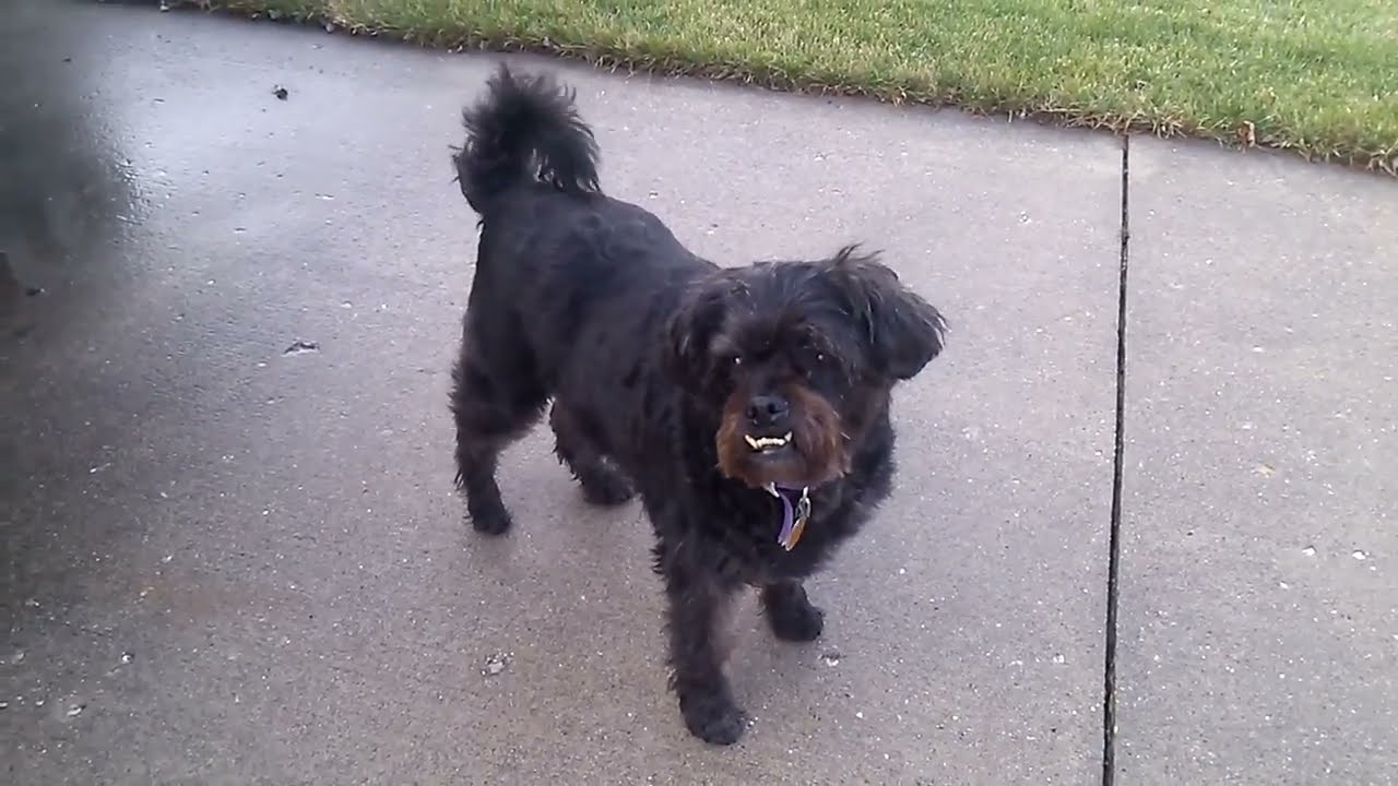 The Schnauzer Pug Mix A Unique and Charming Breed