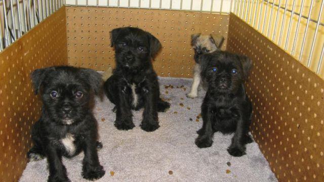 The Schnauzer Pug Mix A Unique and Charming Breed