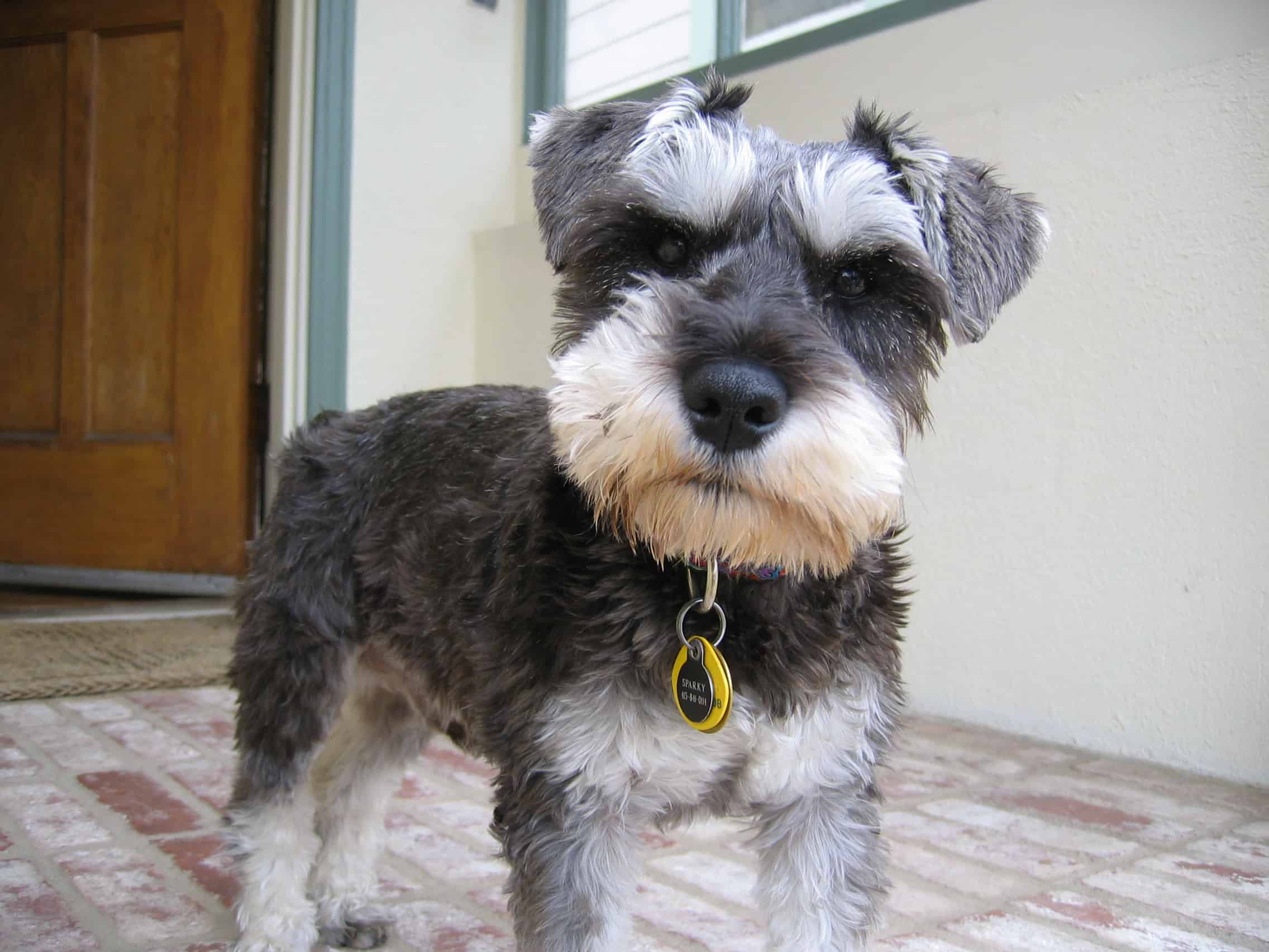 The Schnauzer Puppy Cut A Comprehensive Guide