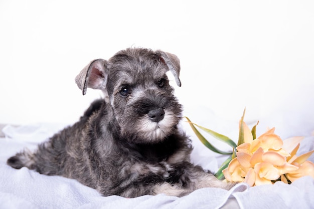 The Schnauzer Puppy Cut A Comprehensive Guide