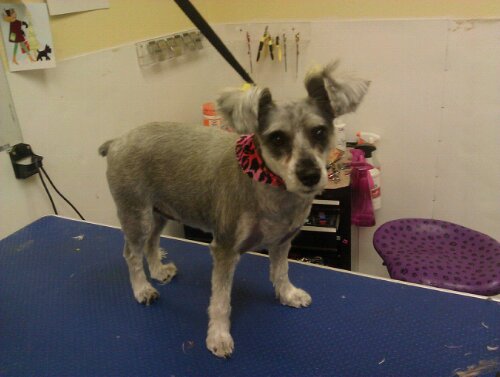 The Shaved Schnauzer A Stylish and Practical Choice