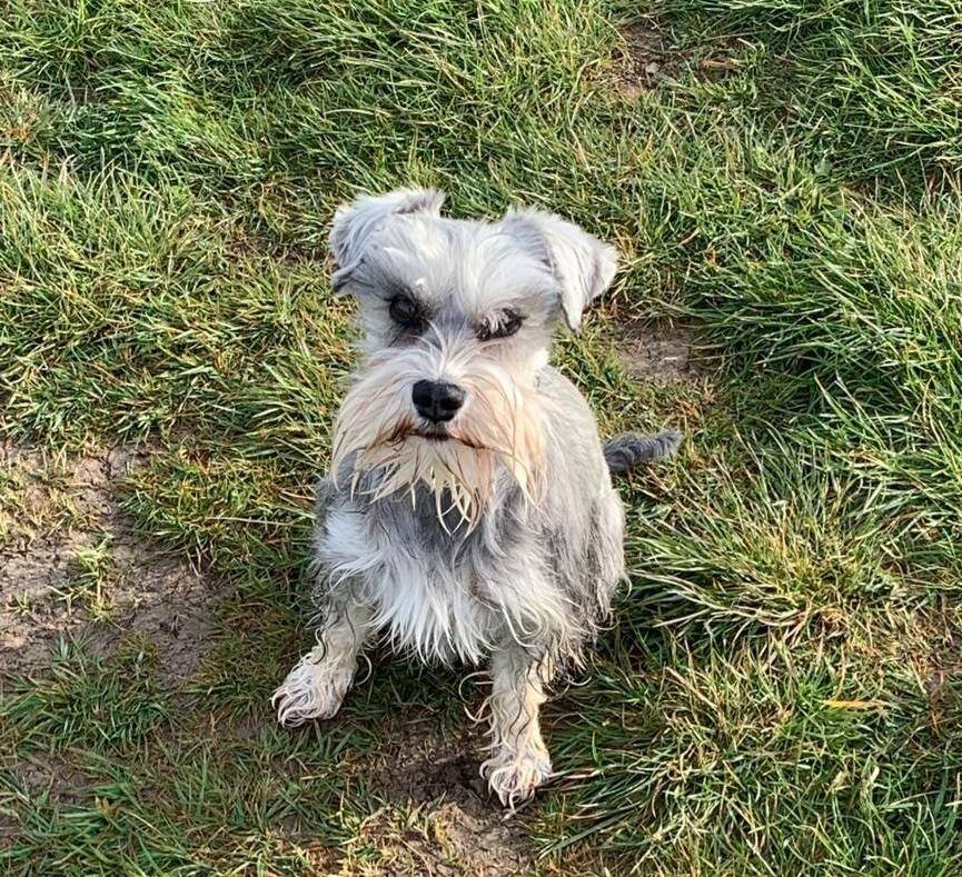 The Shaved Schnauzer A Stylish and Practical Choice