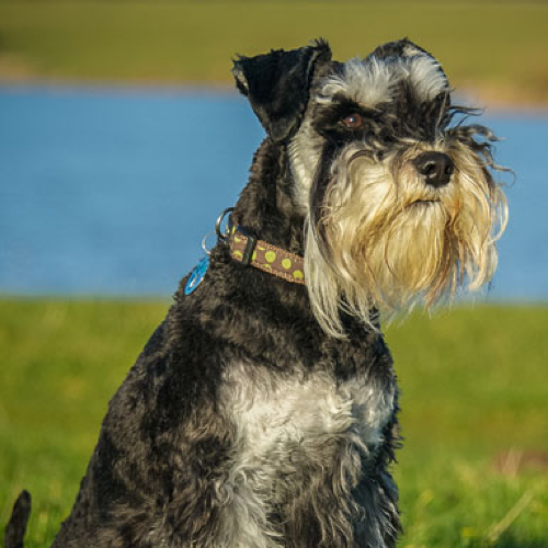 The Standard Schnauzer A Comprehensive Overview