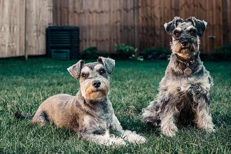 The Standard Schnauzer A Comprehensive Overview