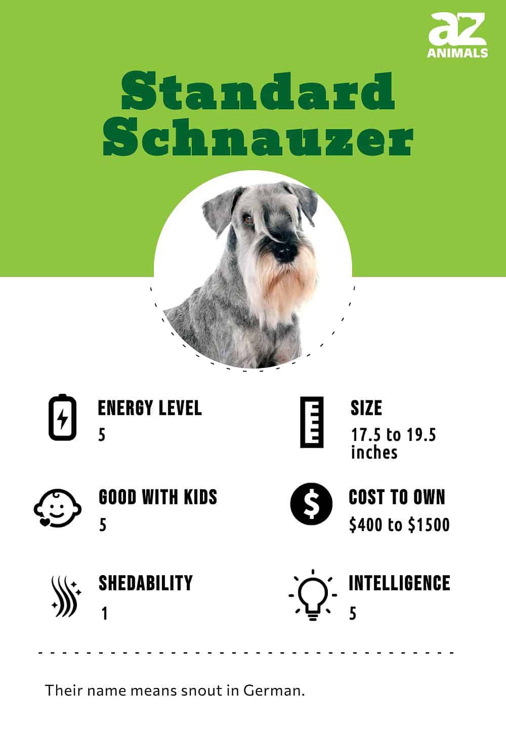 The Standard Schnauzer A Comprehensive Overview