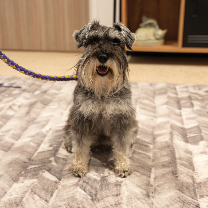 Understanding Miniature Schnauzer Behavior A Comprehensive Guide