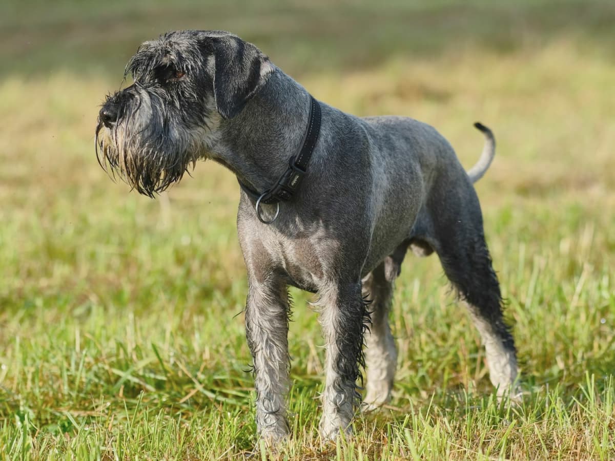 Understanding Miniature Schnauzer Prices A Comprehensive Guide