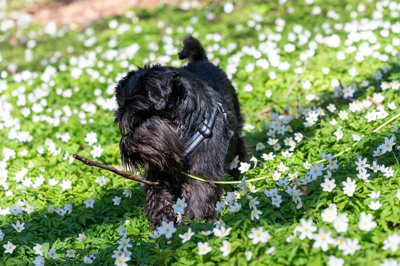 Understanding Miniature Schnauzer Prices A Comprehensive Guide