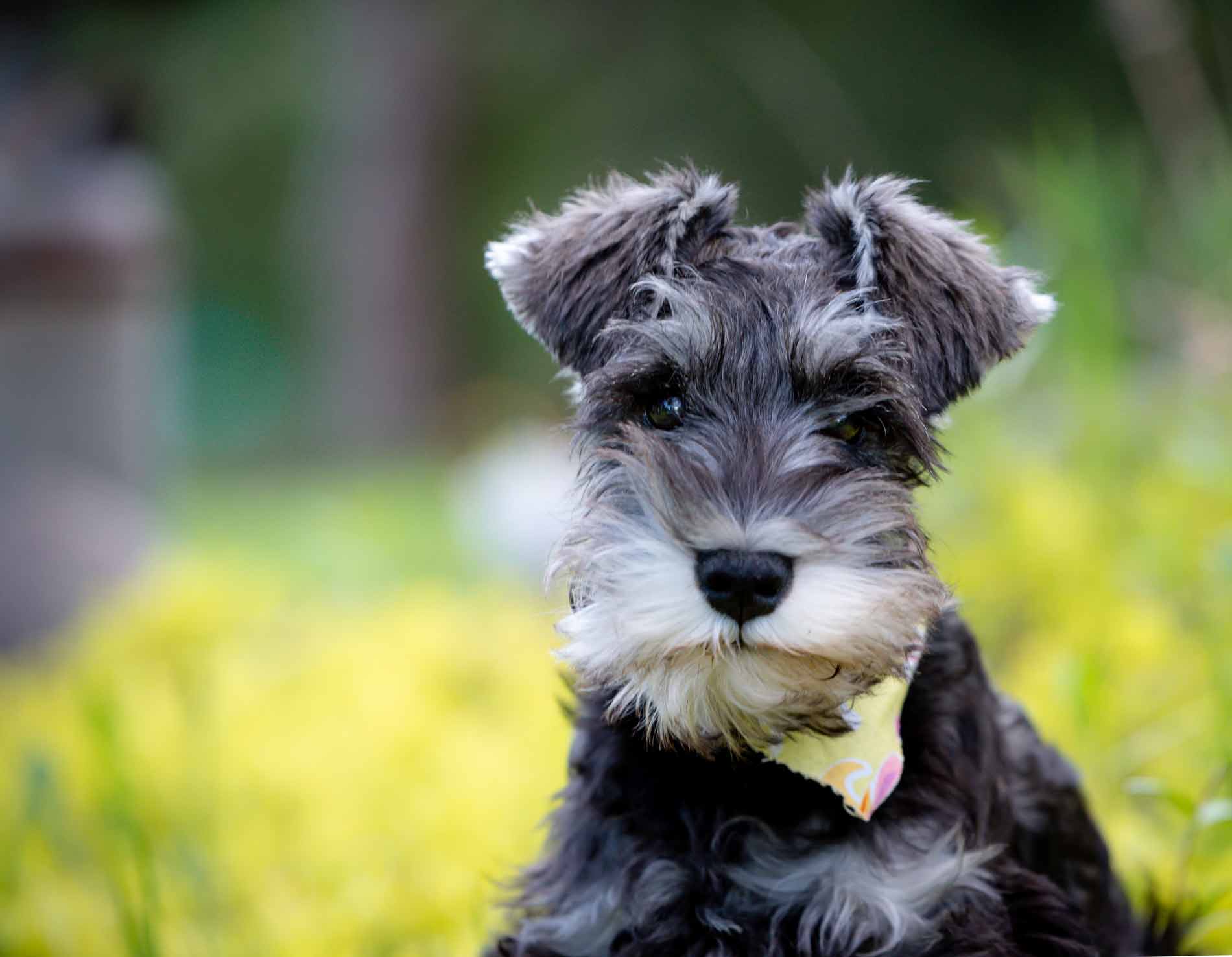 Understanding Miniature Schnauzer Prices A Comprehensive Guide