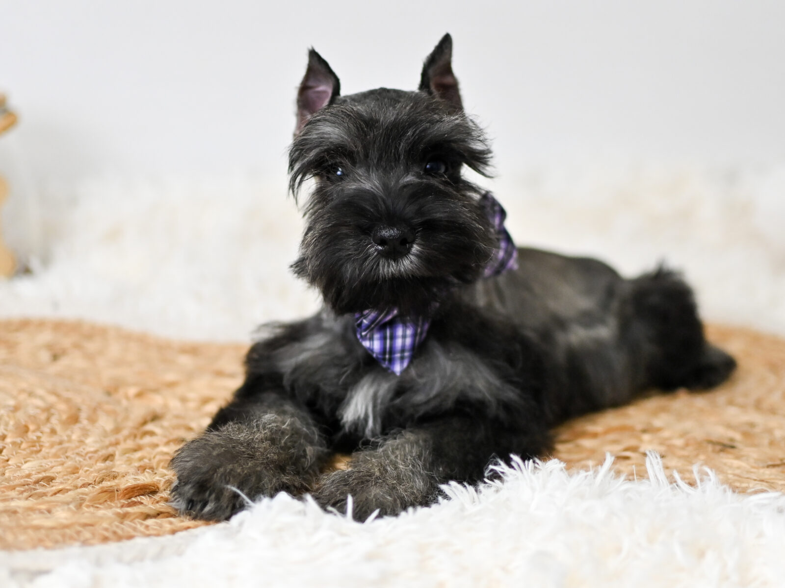 Understanding Schnauzer Skin Allergies