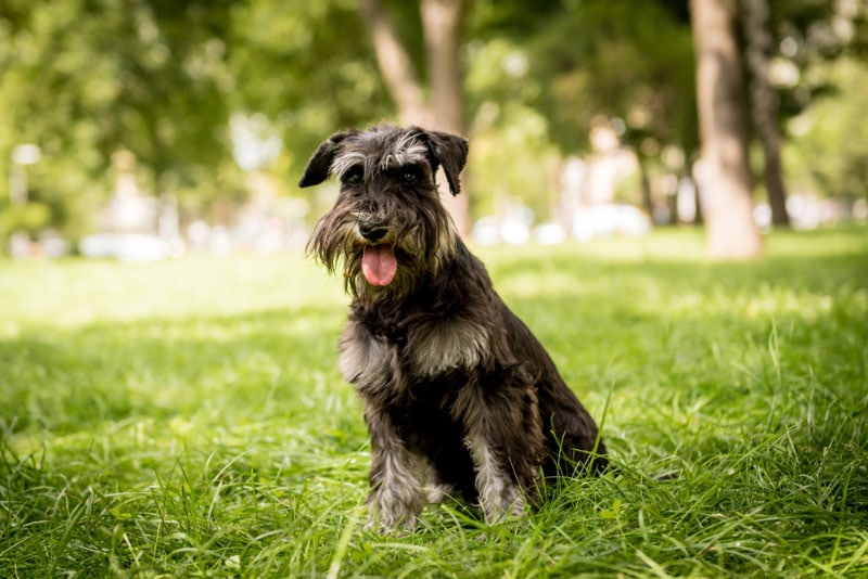 Understanding Schnauzer Skin Allergies