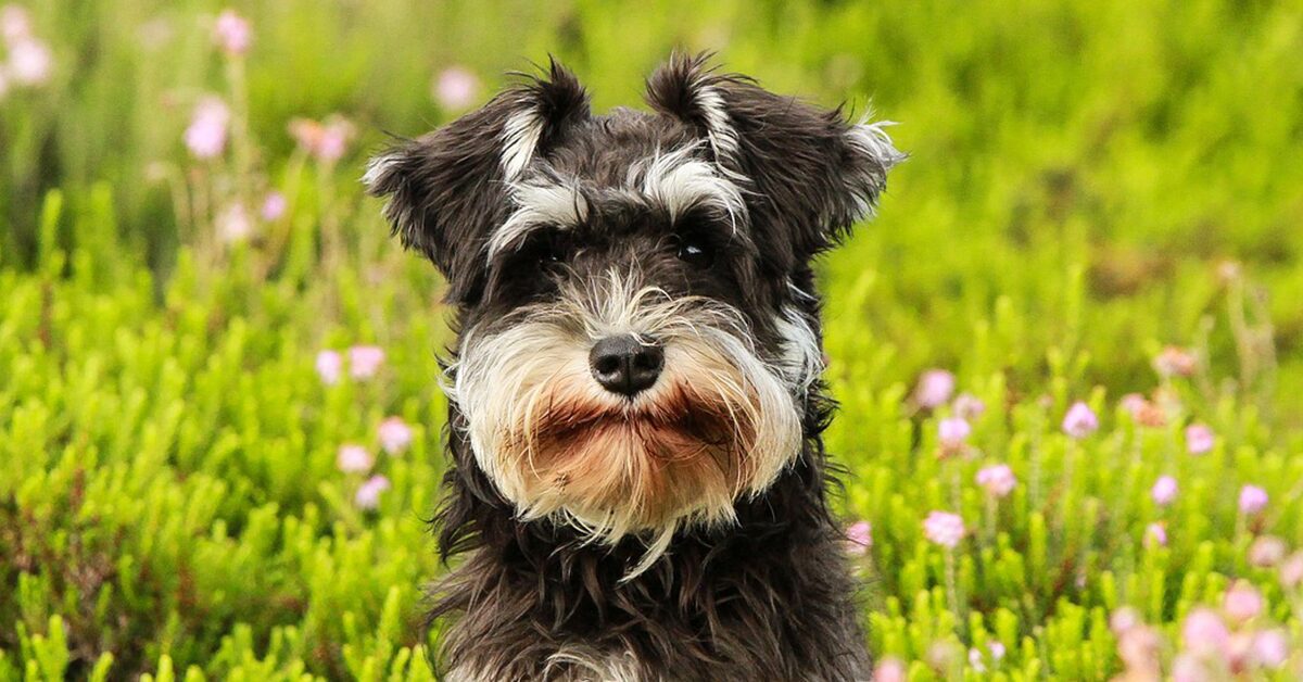 Understanding Schnauzer Skin Allergies