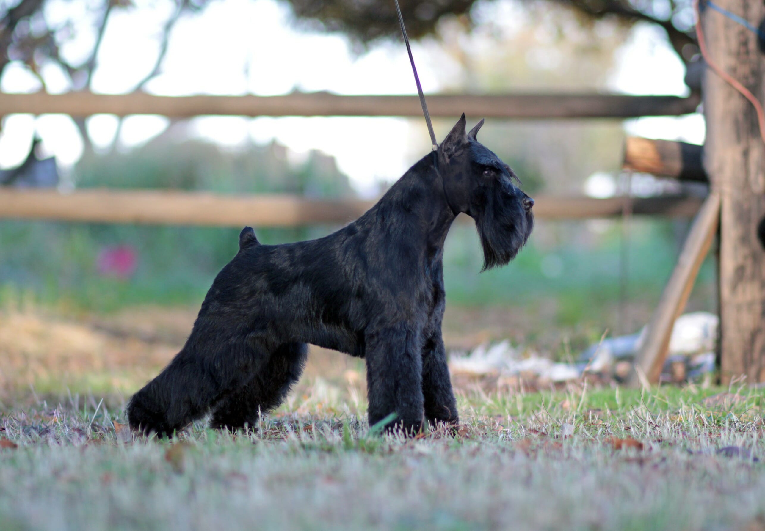 Unleashing the Charm A Comprehensive Guide to Female Miniature Schnauzer Haircuts