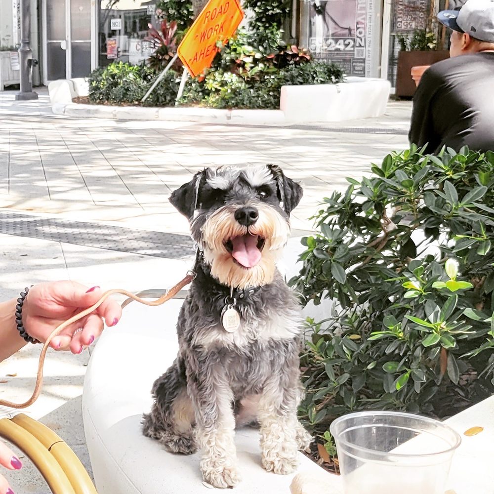 Unleashing the Charm A Comprehensive Guide to Female Miniature Schnauzer Haircuts