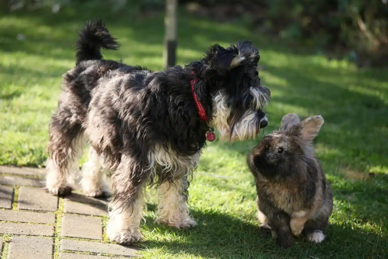 Unleashing the Charm A Comprehensive Guide to Female Miniature Schnauzer Haircuts