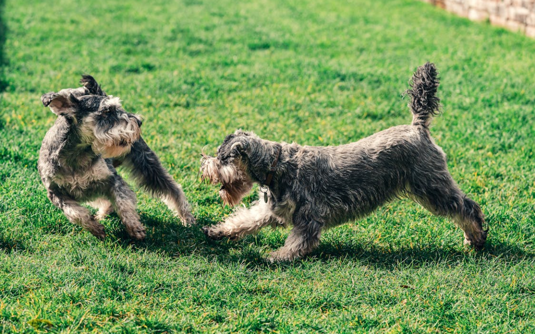 Unraveling the Schnauzer Understanding and Managing their Quirky Charm